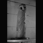 Barn owl Sycamore with eyes in teak